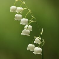 Lily of the Valley Apothecary Perfume Bottle